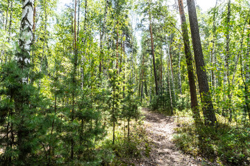 summer forest, birch, beautiful summer background