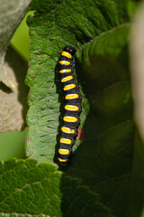 A caterpillar rests on an apple tree leaf