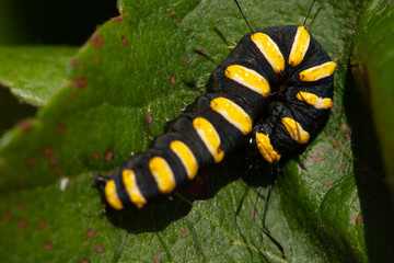 A caterpillar rests on an apple tree leaf