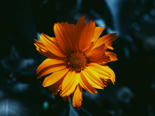 A single mountain arnica flower, close-up. Arnica is also known by the names mountain tobacco,...
