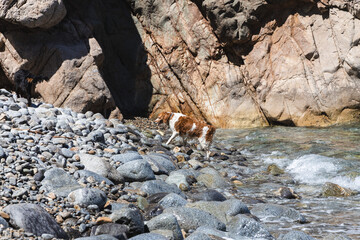 Wet dog after swimming in the sea on the beach cala Pedrosa, hot day