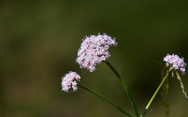 Valeriana officinalis in bloom ,it bears sweetly scented pink or white flowers. Flowering pink common valerian plant valeriana sambucifolia.