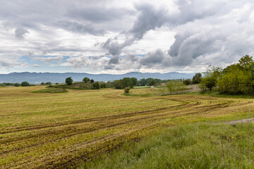 Fototapeta na wymiar Green field after irrigation with manure, cloudy sky in spring, Catalonia, Spain