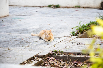 Ginger homeless cat laying on the street, Ibiza, Spain