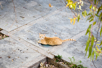 Ginger homeless cat laying on the street, Ibiza, Spain
