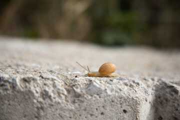 Snail crawling on the concrete edge, slow speed