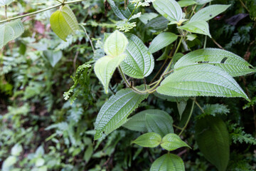 Clidemia hirta or senduduk buluh is plant found in tropical rainforest and have medicinal value