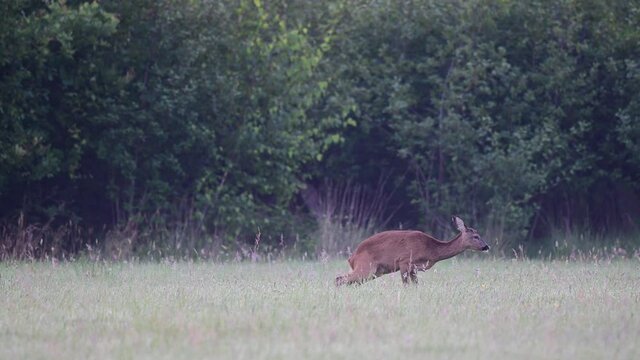Roe deer female urinate on thewet moor meadow, summer, (capreolus capreolus), germany