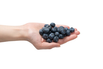 Bluepberry kept in hands isolated on white background.