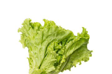 Fresh lettuce salad isolated on a white background.