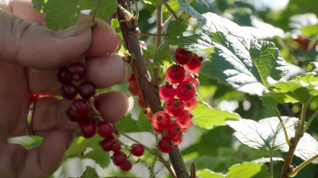 Fresh red currant, women hands gather pick up ripe berry in garden. Close-up.