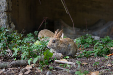 大久野島の野生の野ウサギ