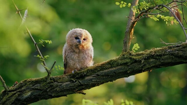 Juvenile tawny owl (Strix aluco) in forest, baby chick perching on a branch, calling