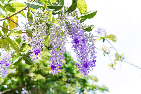 279 Best Petrea Volubilis Images Stock Photos Vectors Adobe Stock