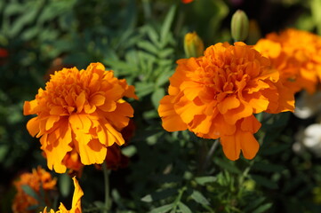 orange flower in the garden