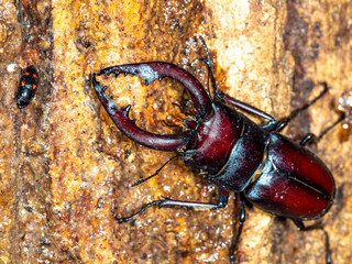 夜間に樹木を登るノコギリクワガタ