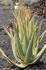 Aloe Vera plants, in plantation with organic cultivation in Lanzarote.One of the largest Aloe fields in Europe