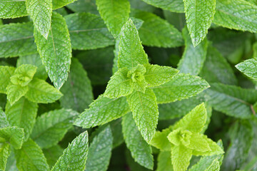 Menta/ Mint - Nature, Natura, Fiori, Giardino, Primavera/Estate