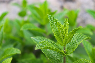 Menta/ Mint - Nature, Natura, Fiori, Giardino, Primavera/Estate © Benedicta Mary Lee