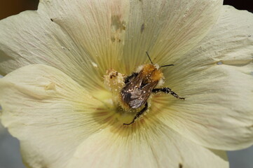Obraz na płótnie Canvas bee on a flower
