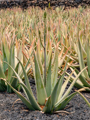 Aloe Vera plants, in plantation with organic cultivation in Lanzarote.One of the largest Aloe fields in Europe
