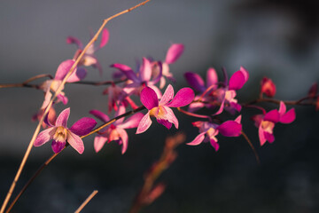 Selective focus shot of pink phalaenopsis orchids