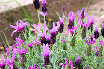 Lavanda Stoechas - Nature, Natura, Fiori, Giardino, Primavera/Estate