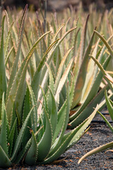 Fototapeta premium Aloe Vera plants, in plantation with organic cultivation in Lanzarote.One of the largest Aloe fields in Europe