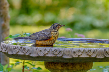 Robin sitting in birdbath with colorful background