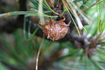 セミ　抜け殻