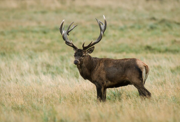 Cerf élaphe, brame, cervus elaphus