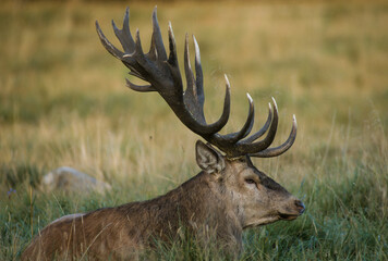 Cerf élaphe, brame, cervus elaphus