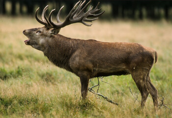 Cerf élaphe, brame, cervus elaphus