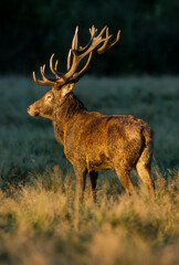 Cerf élaphe, brame, cervus elaphus