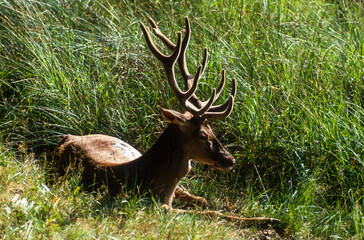 Cerf élaphe, cervus elaphus
