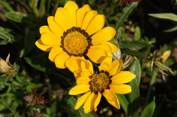 yellow flower in the garden