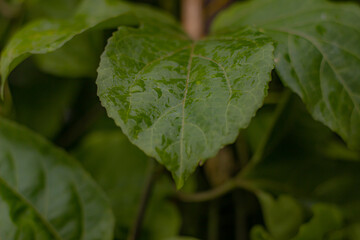 leaf with dew drops