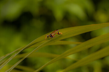 wasp on the leaf