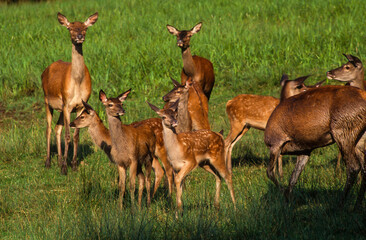 Cerf élaphe, biche, cervus elaphus