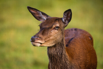 Cerf élaphe, biche, cervus elaphus