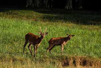 Cerf élaphe, biche, cervus elaphus