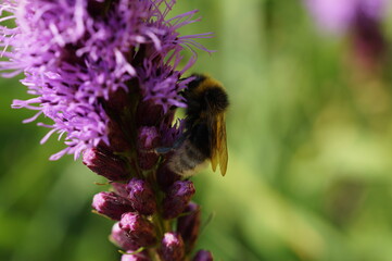 bee on a flower