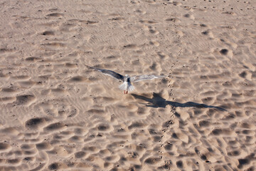 Bird flying over the sand of the beach. Top view.