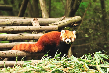 The red panda are eating bamboo leave, China
