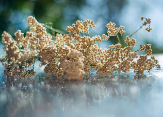 yarrow (Achillea millefolium L.) on a glass wet surface, dry medicinal herb, herbal homeopathy, © Olga Mykovych