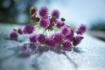 milk thistle (Silybum marianum) on a glass wet surface, dry medicinal herb thistle, herbal homeopathy, dry herbs in beautiful bokeh light effects,