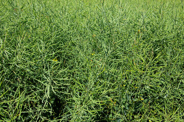 Rapeseed plants with green rape pods, also called Brassica napus