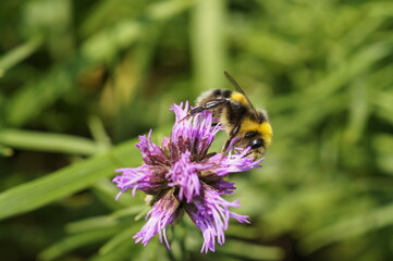 bee on a flower