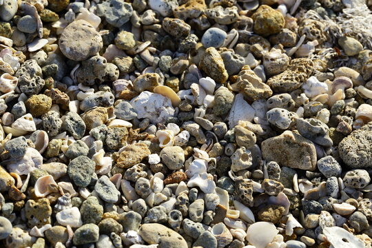Different  size and shape  pebbles , sea shells on the beach. 