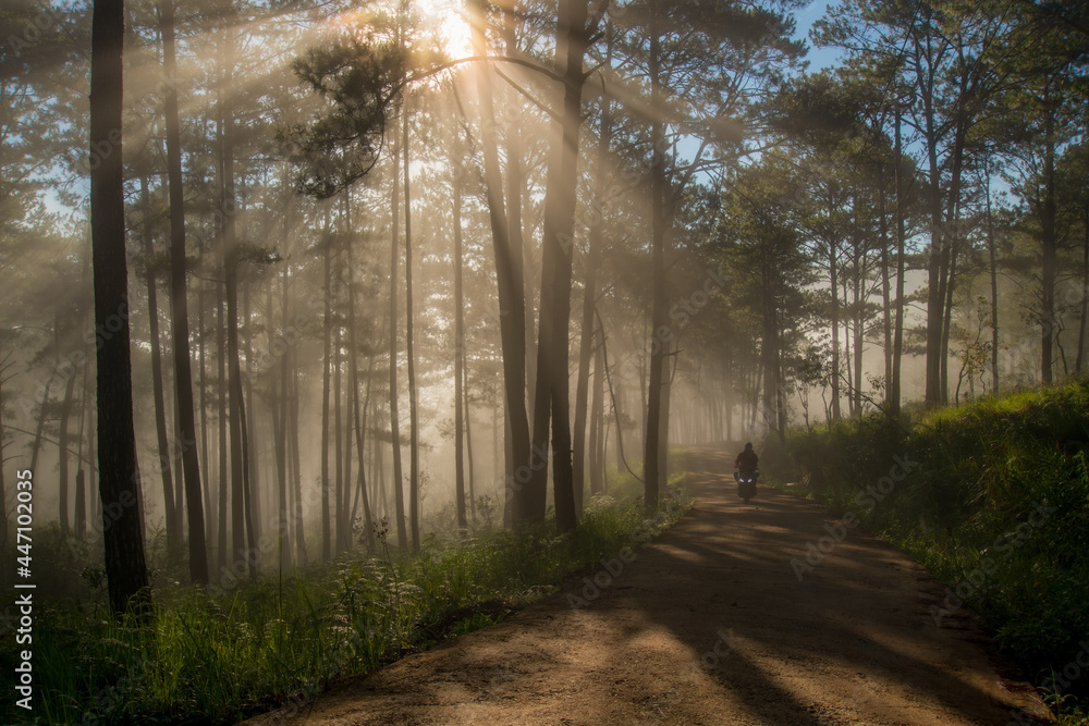 Canvas Prints beautiful of rays and light at dawn